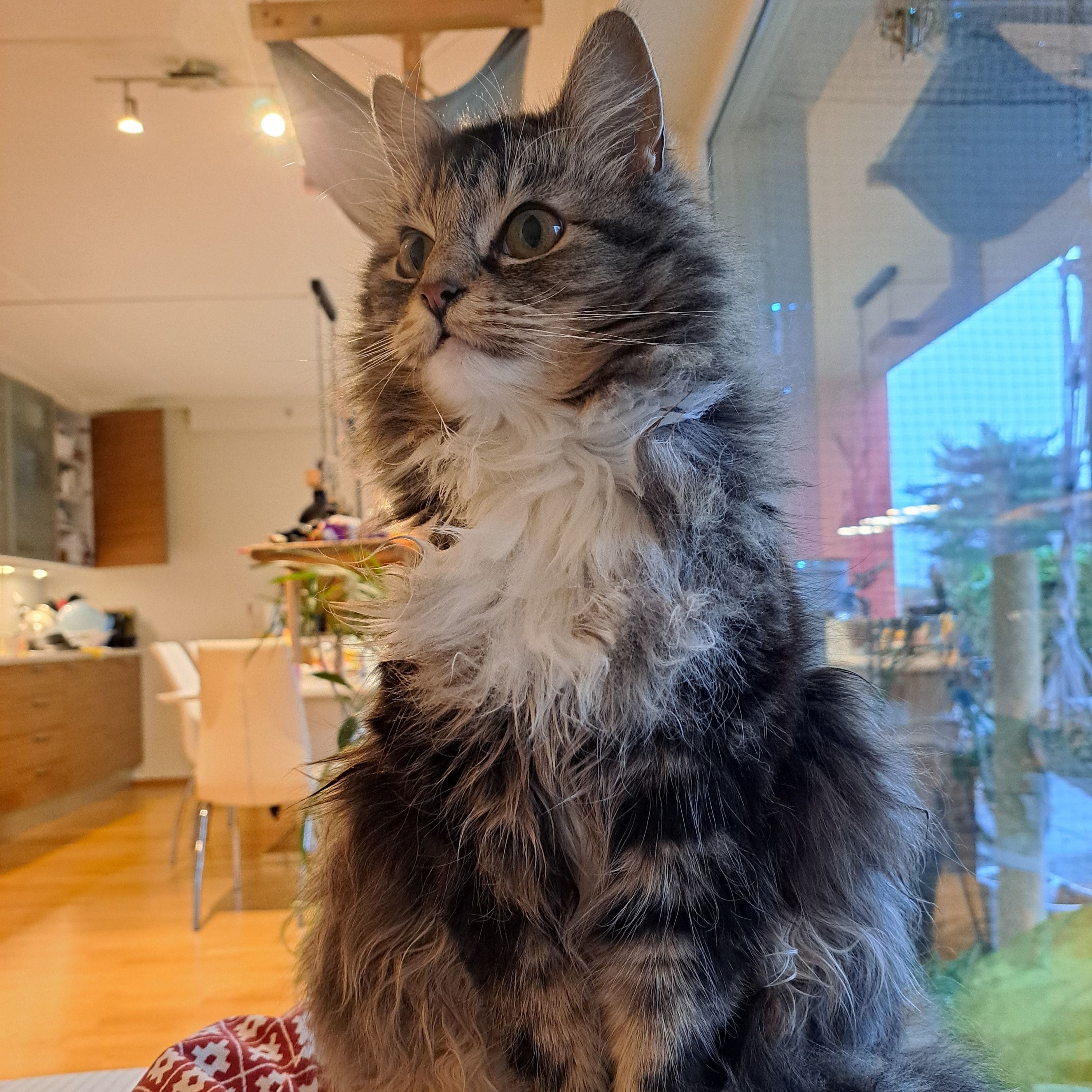 Floofers