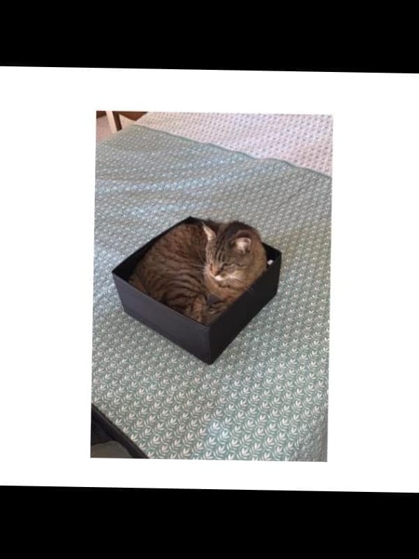image-3