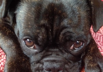 Maggie