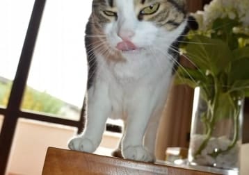 Calliope