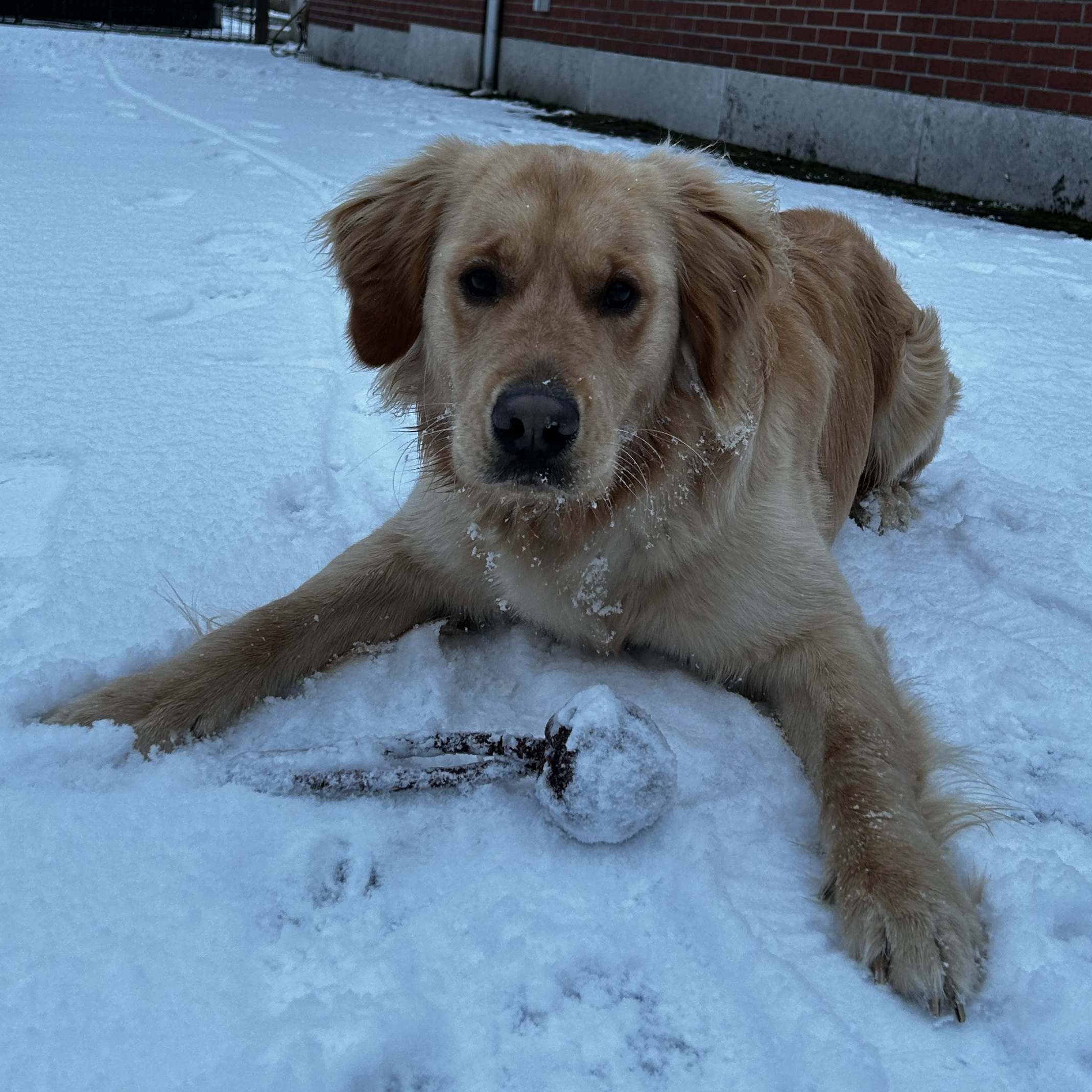 Leo 
