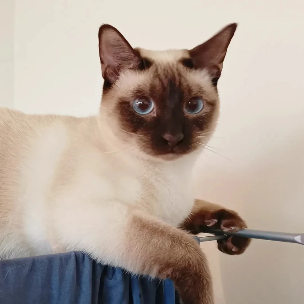 Mr. Horatio Fitzwilliam Darcy Esq. aka "Darcy" 