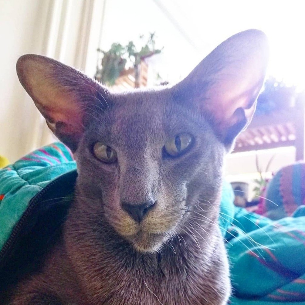 Queen Catssiopeia SuperNova Puppis aka "Nova"