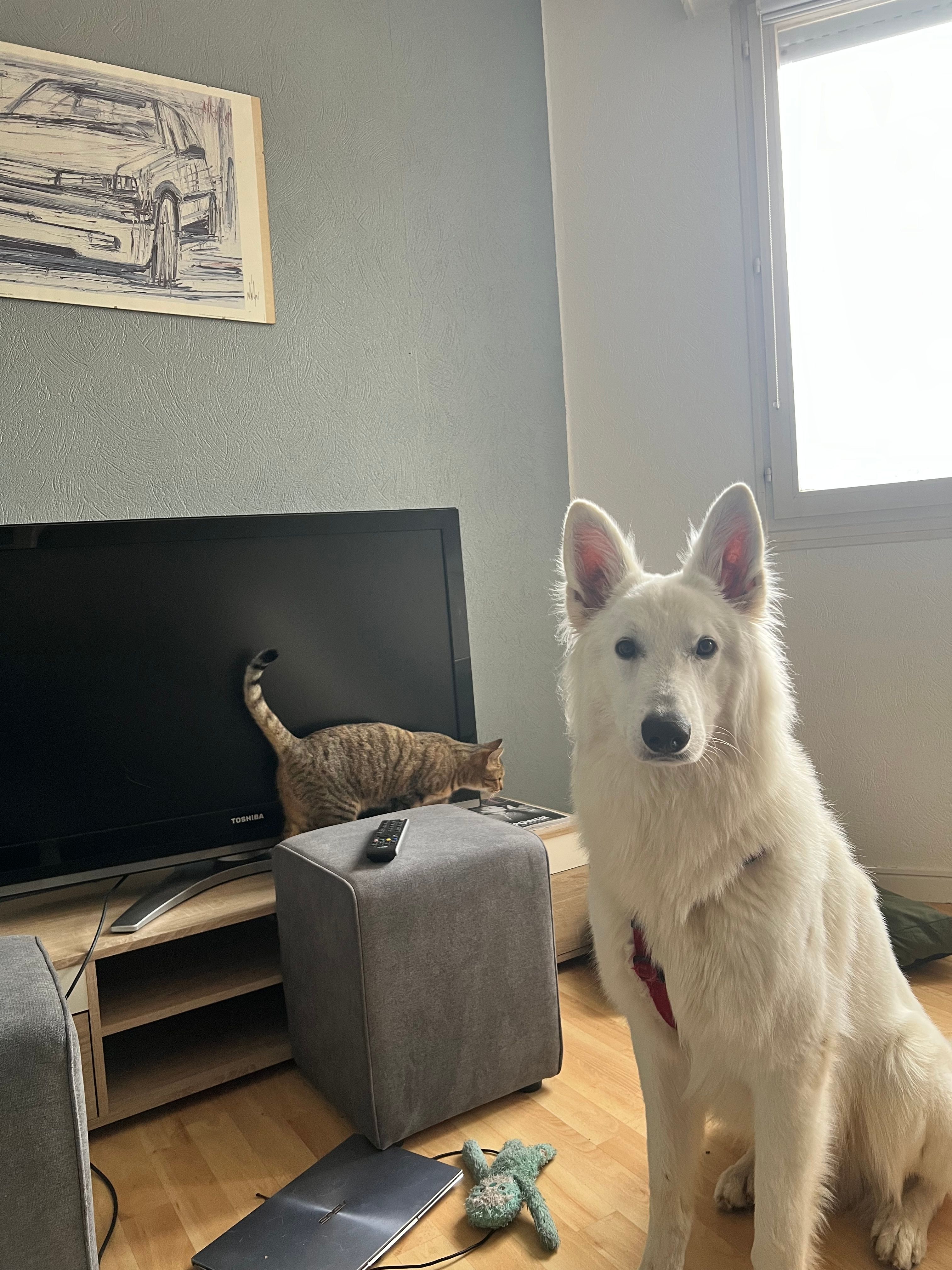 image-7