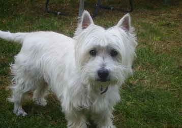 Freddie