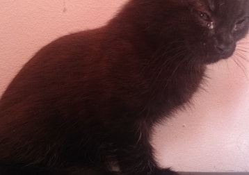 Salem