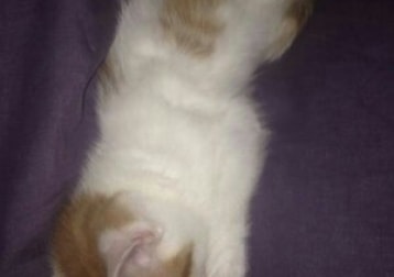 Simba
