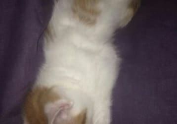 Simba