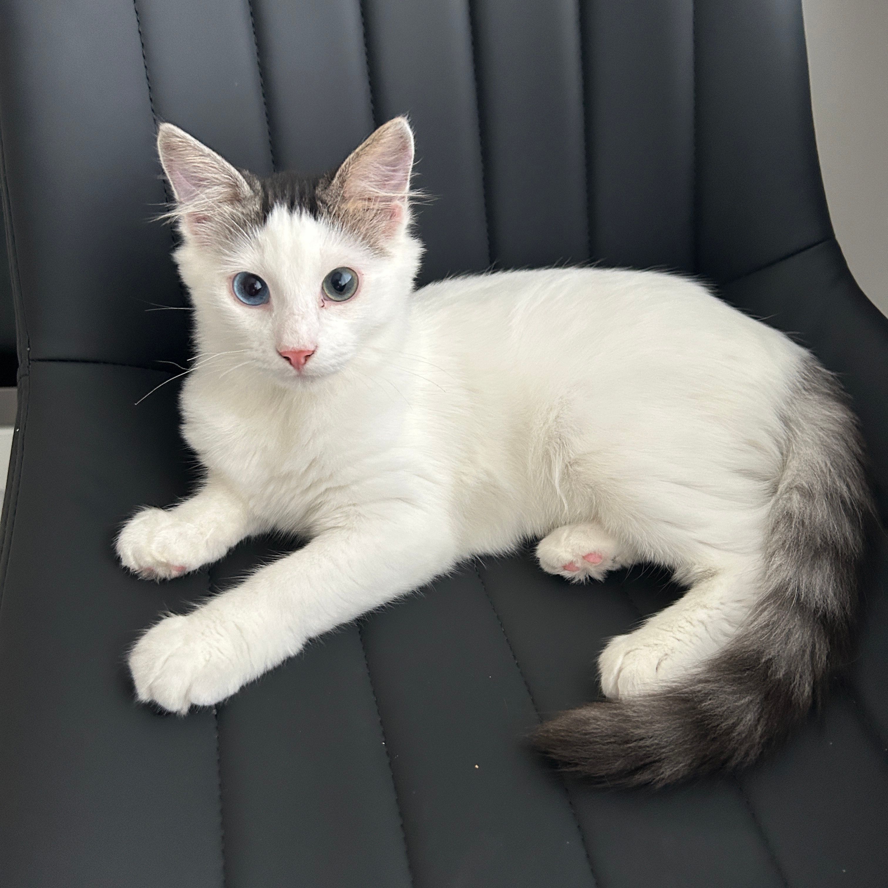 Pixel