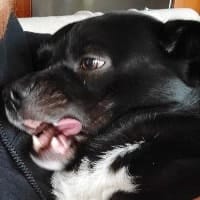 Giulio