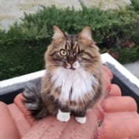 Panella