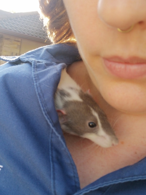 image-11