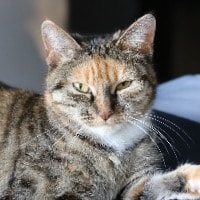 Meija