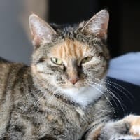 Meija