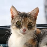 Sok