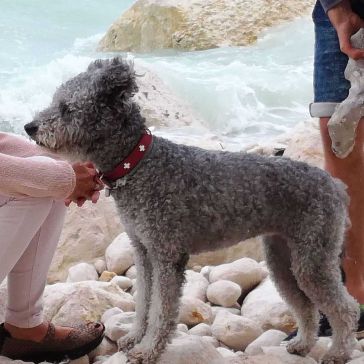 Ayla is als eerste, Juca, Mira en Alex