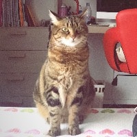 Taffy