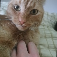 Simba