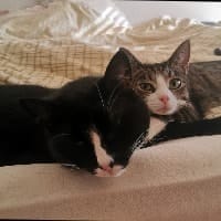 Mogli & Nils