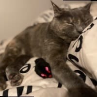 Stella
