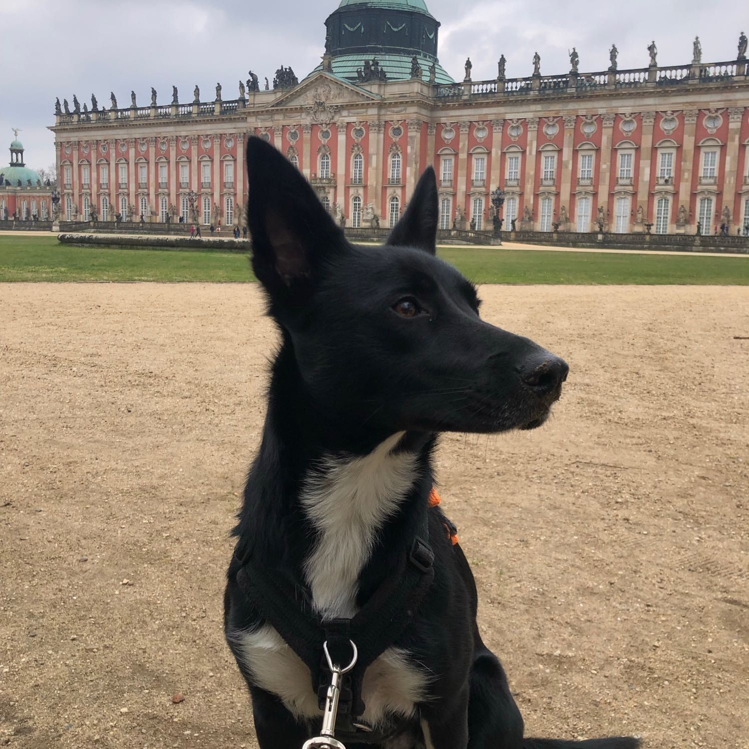 Elli