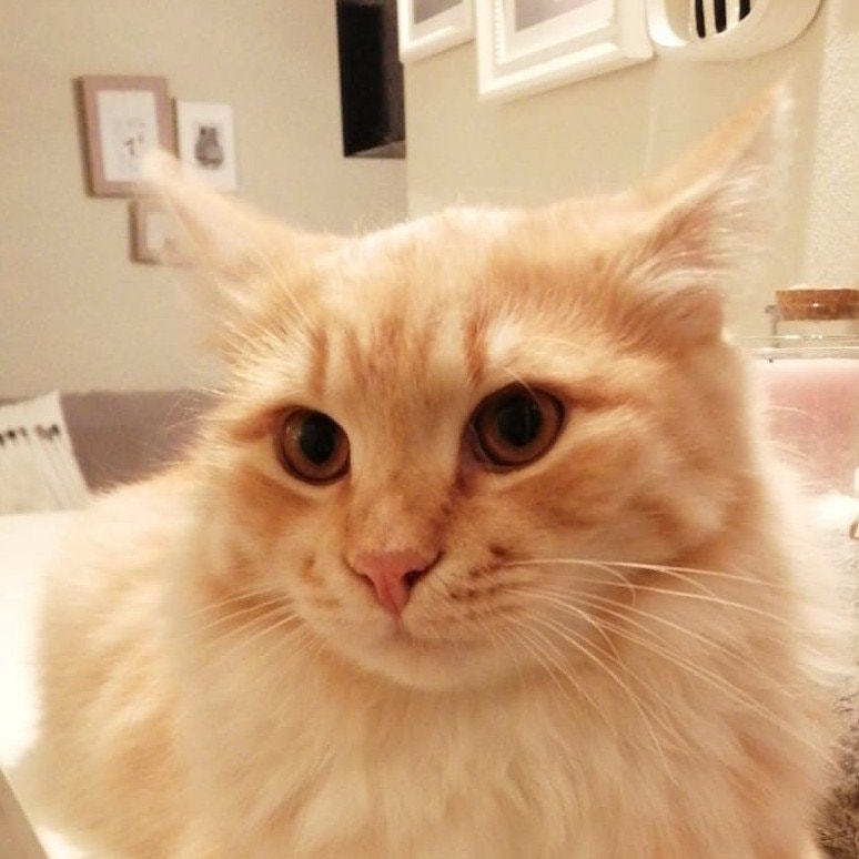 Boris