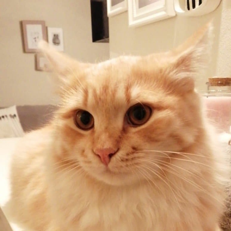Boris