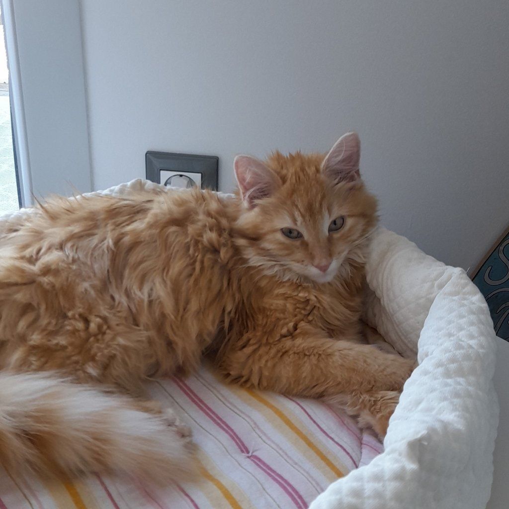 Koda