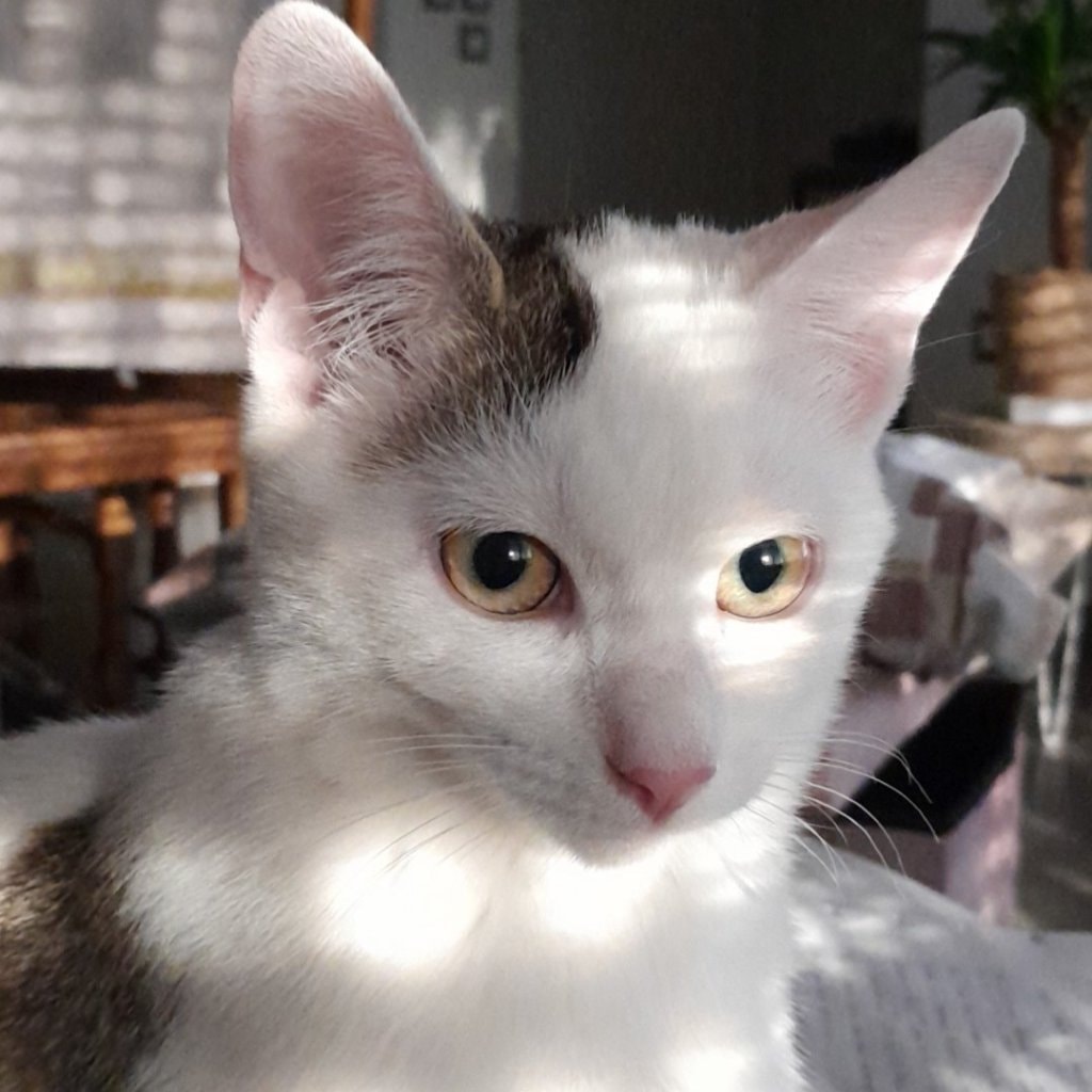 Kenaï