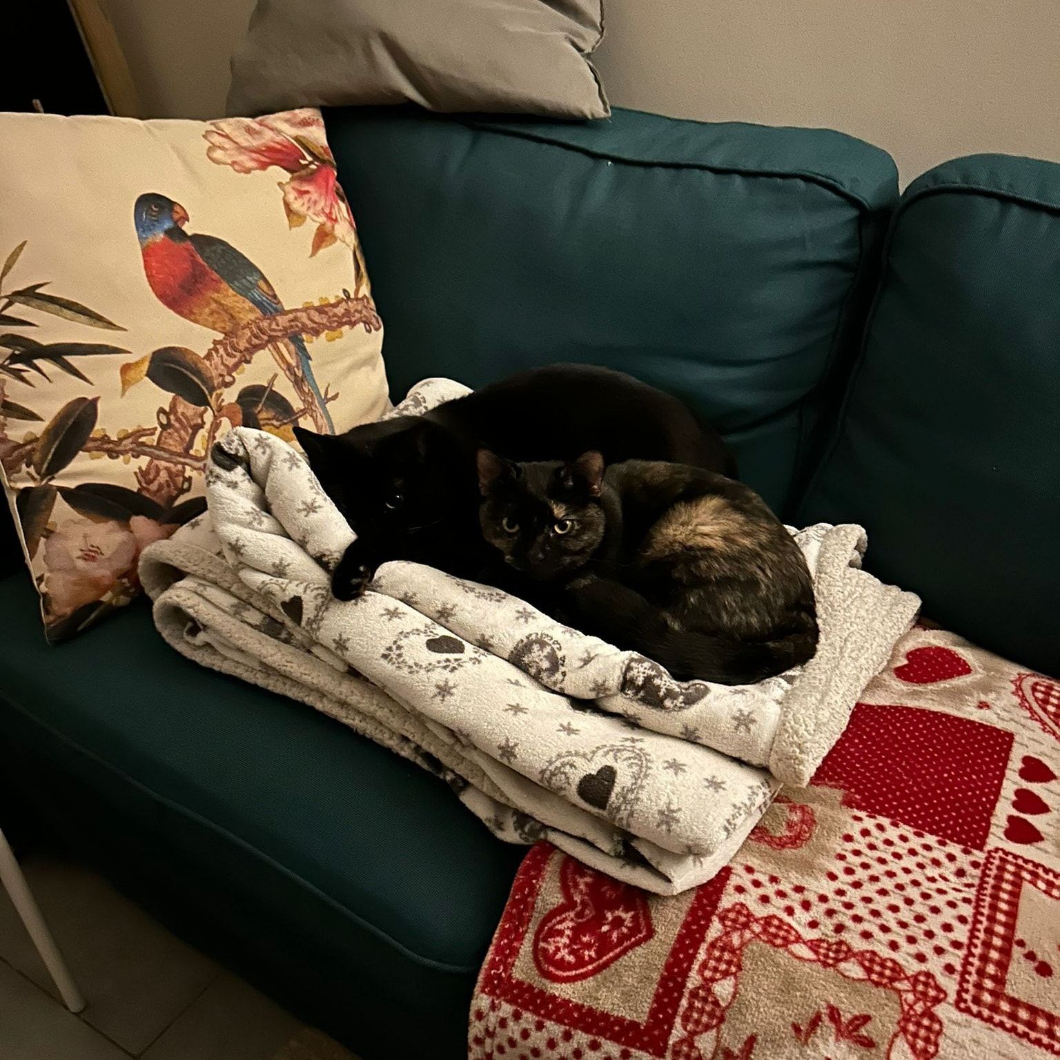 Nicoló