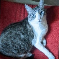 Panki