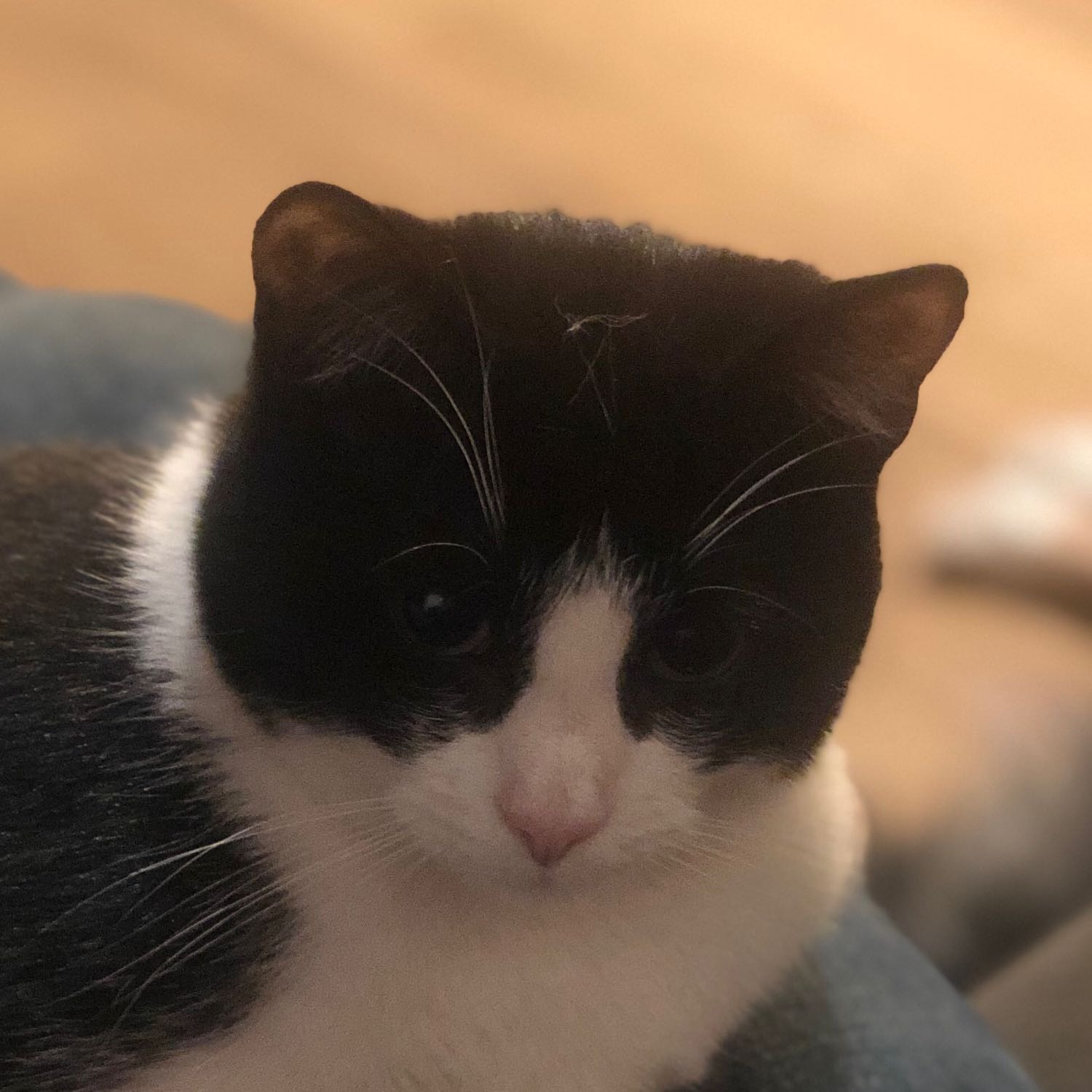 Fiona
