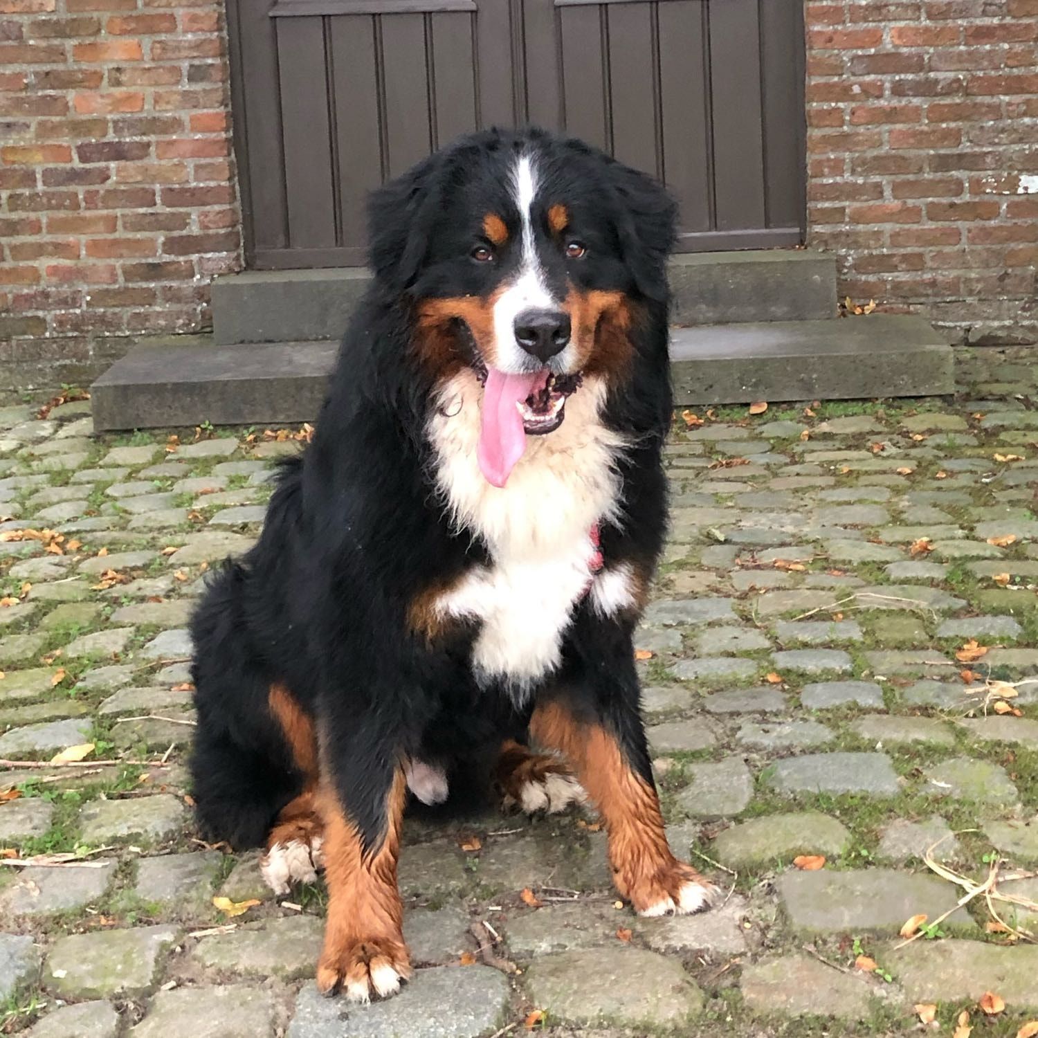 Olaf