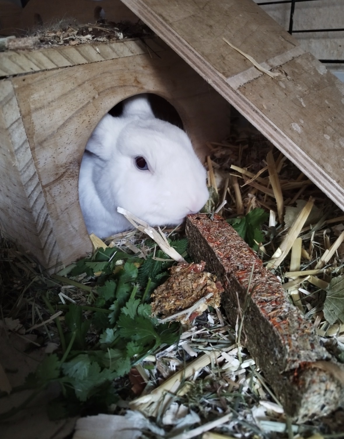 image-7