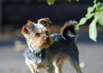 Rolo