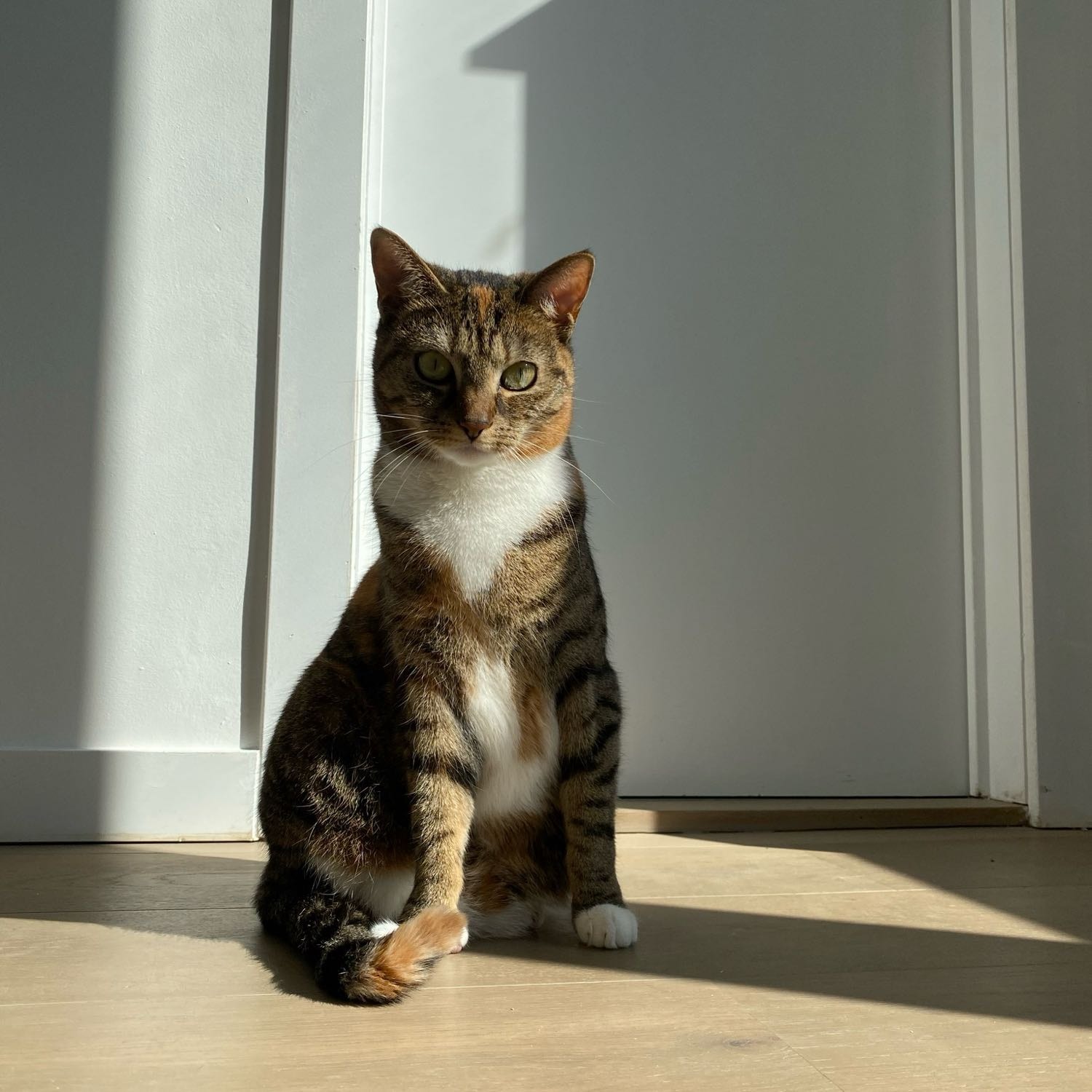 Pip