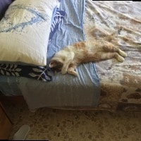 Mia