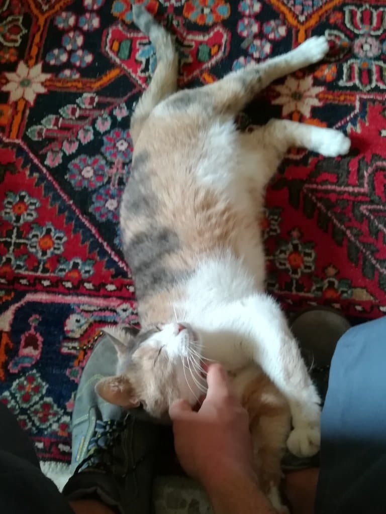 image-4