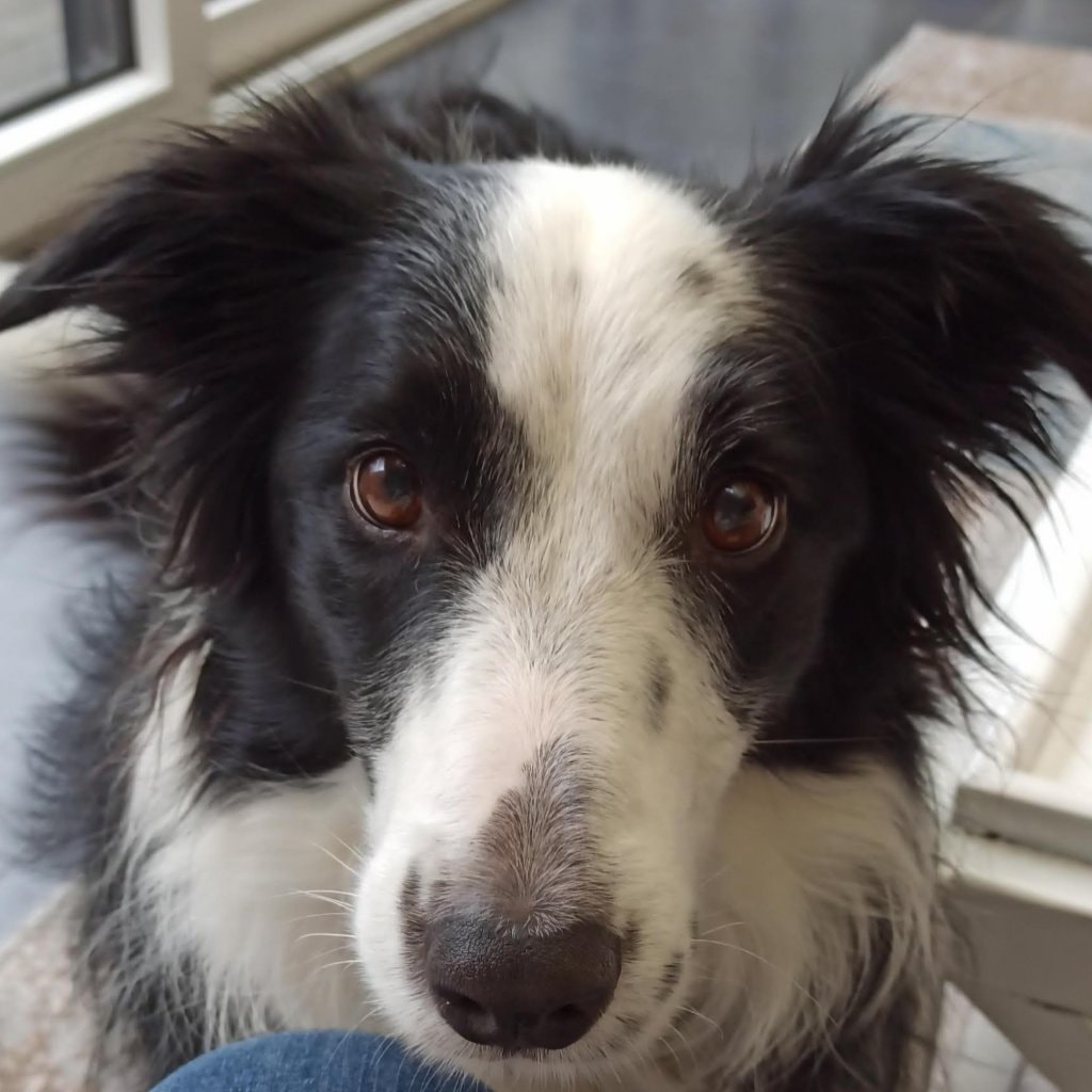 Tess