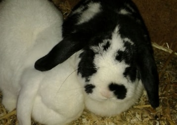 Merlin Und Lilly