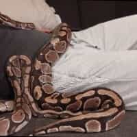 Balt, Vanilla, James, Brownie en Fanta