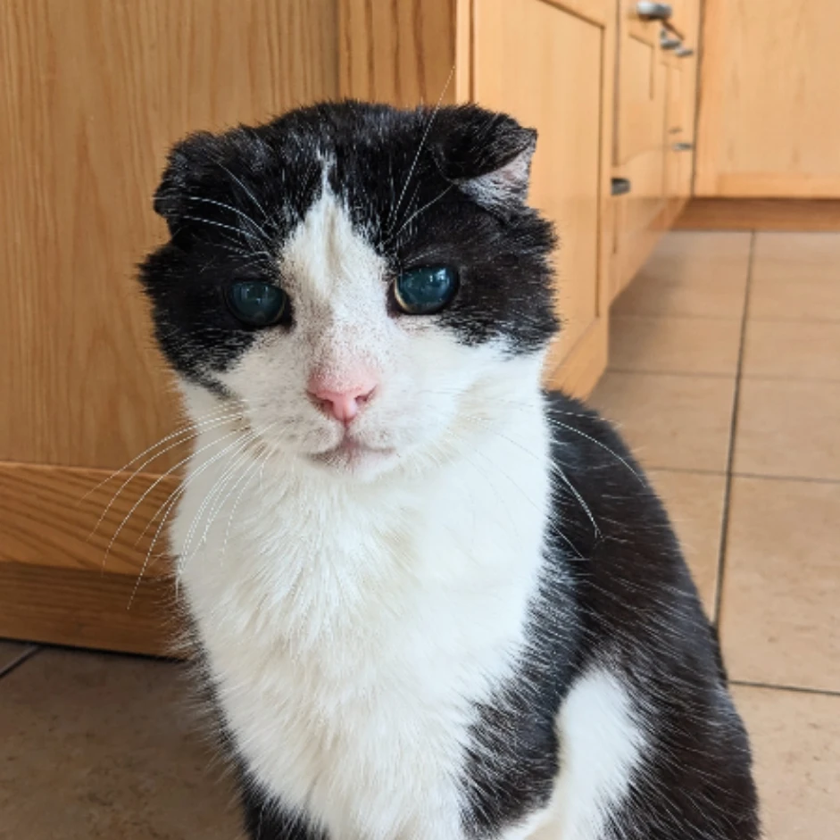 Dikkie