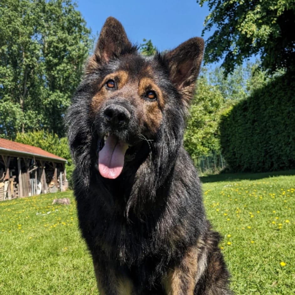 Rex