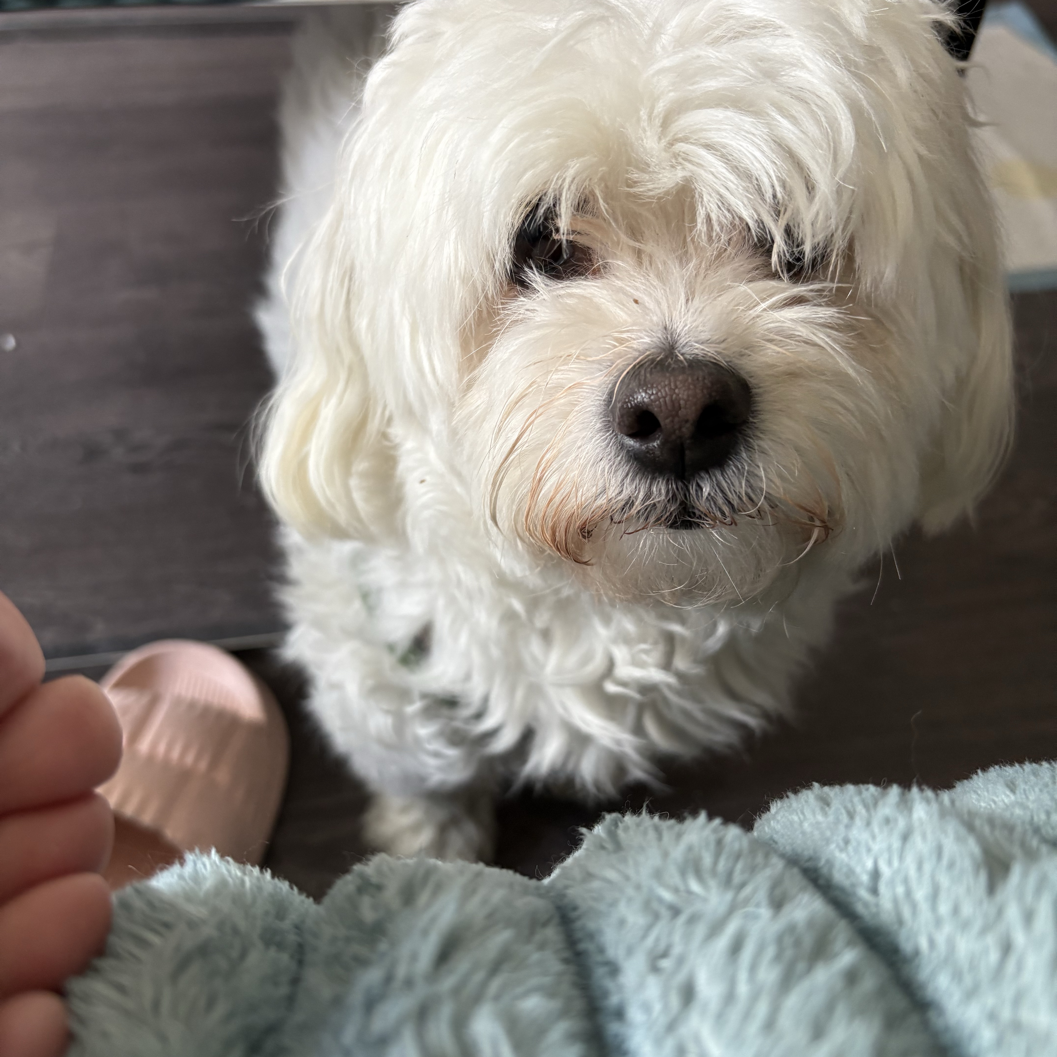 Penny