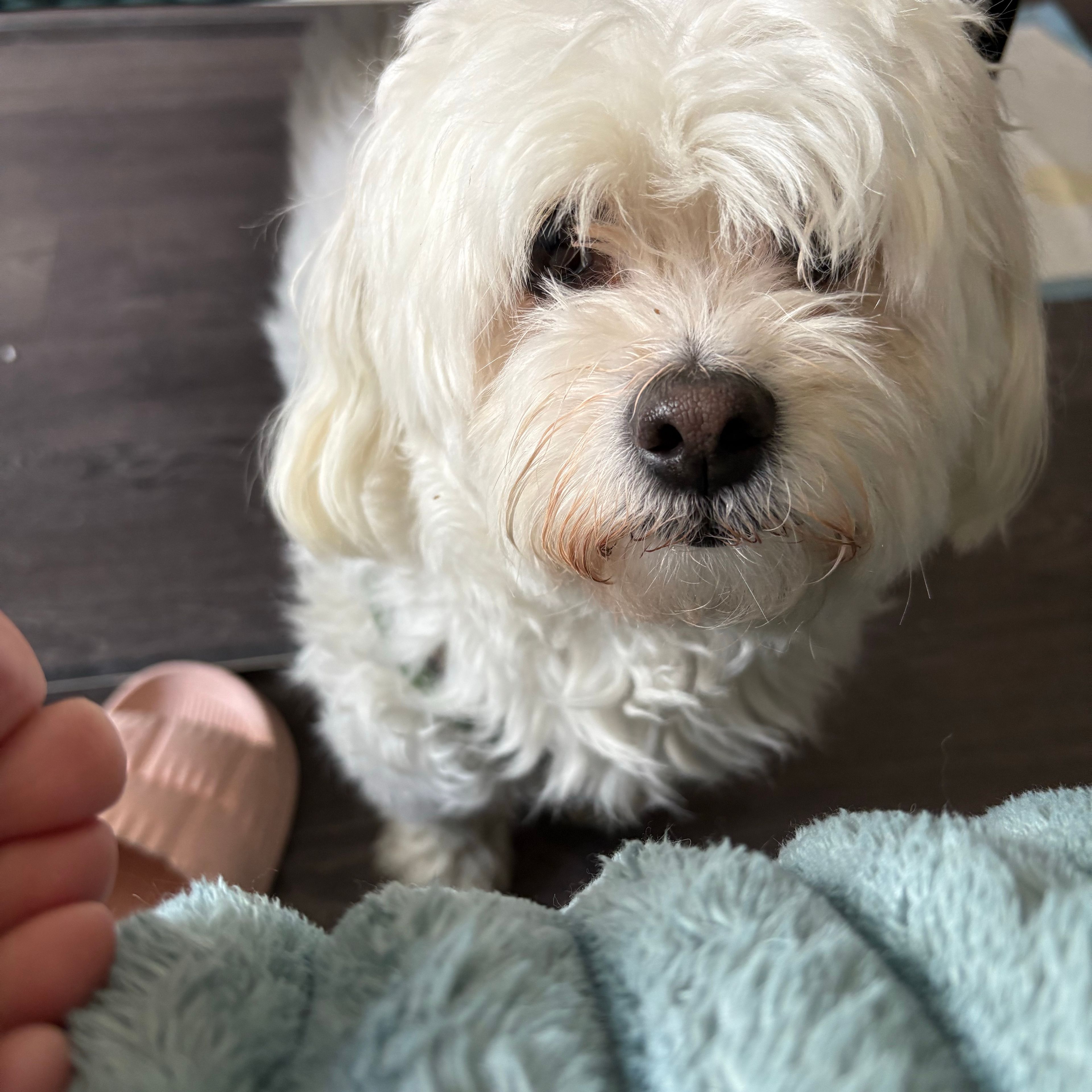 Penny