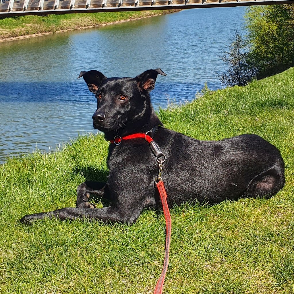 Roco