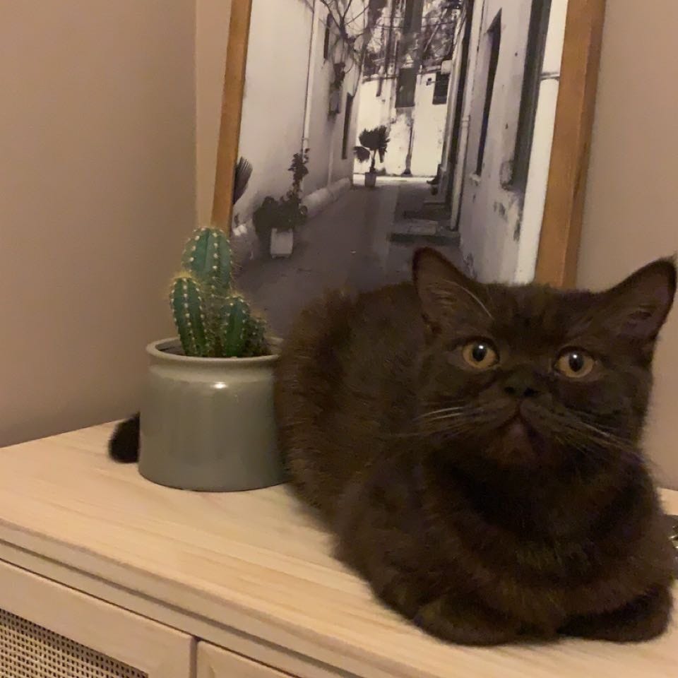 Pia