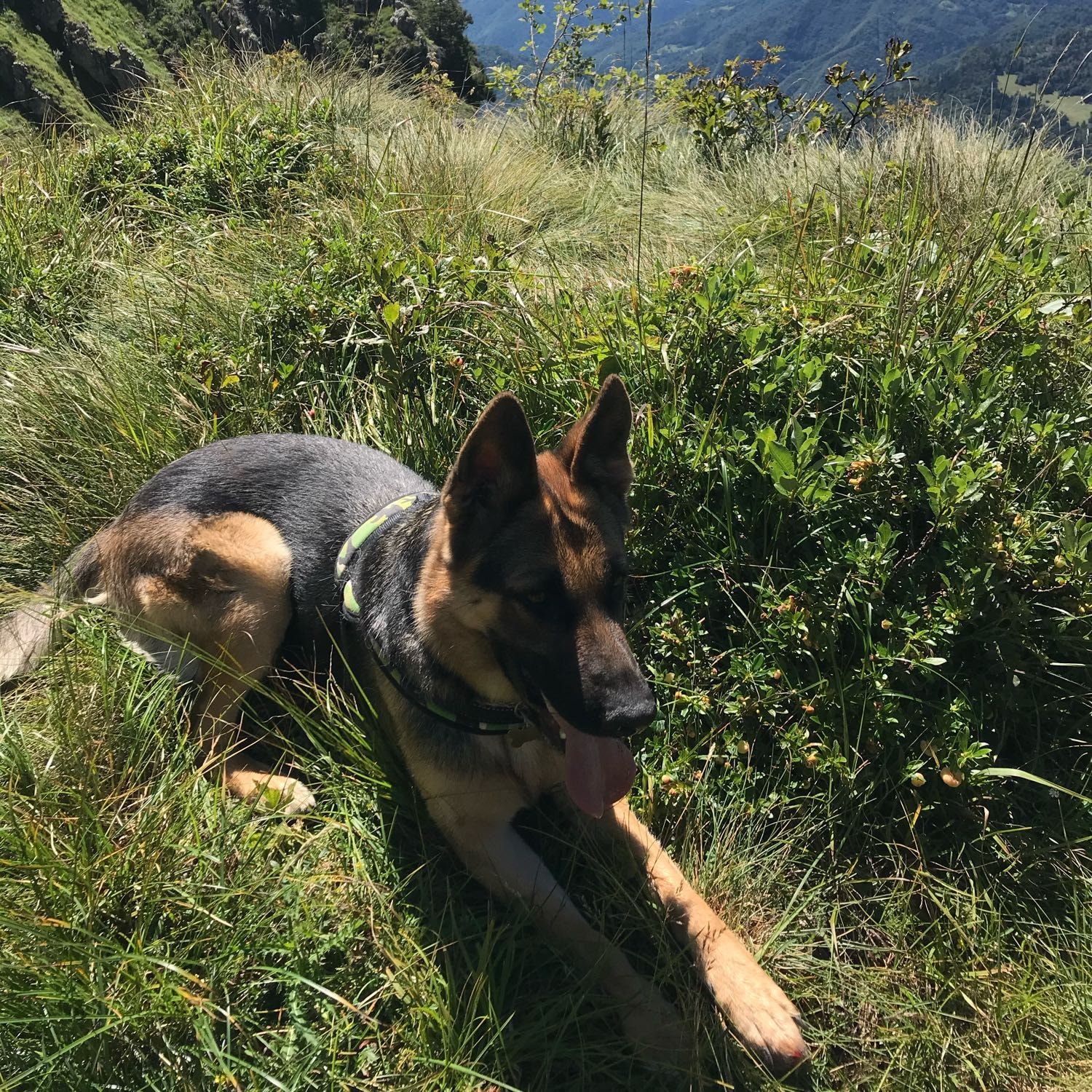 Nina