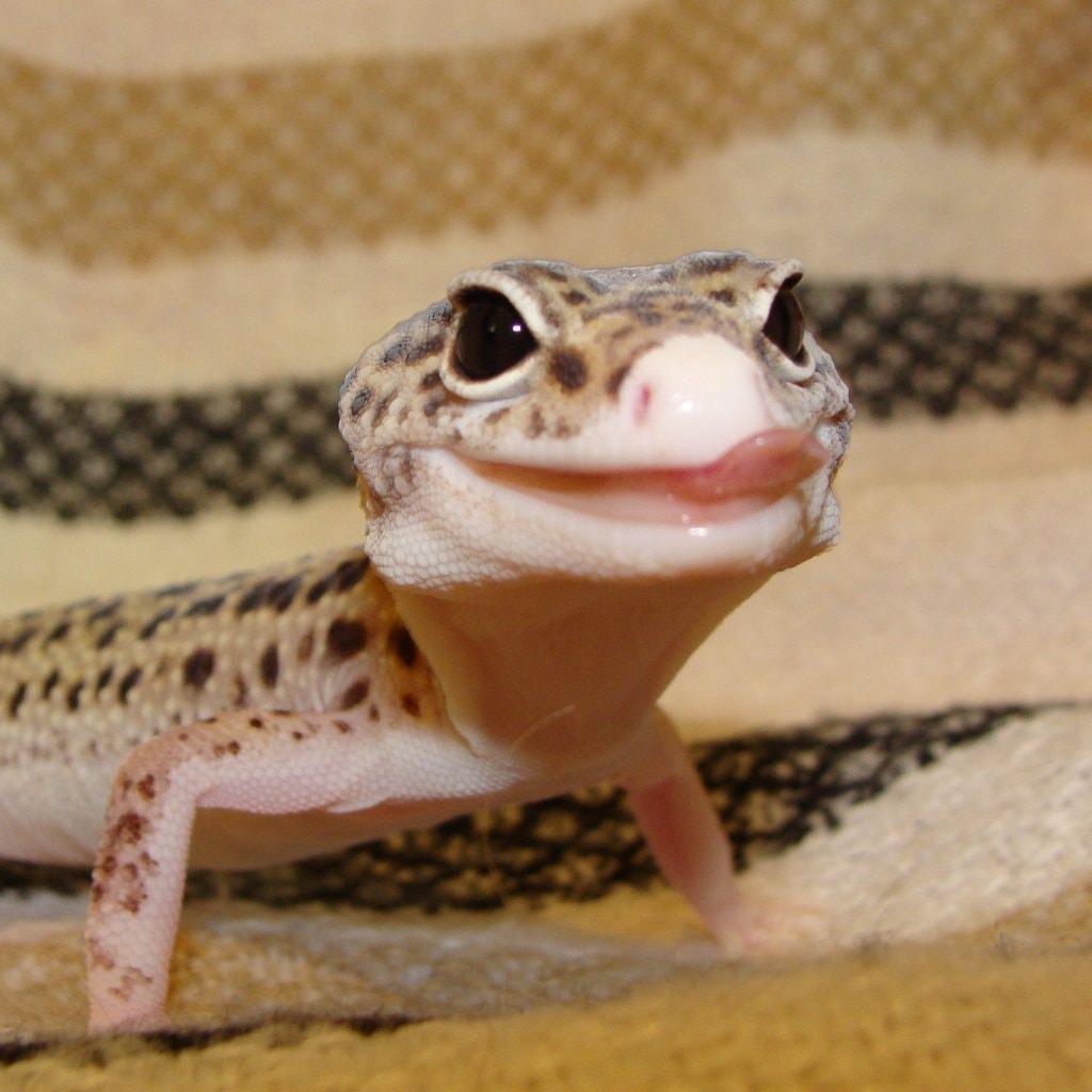 Smaug