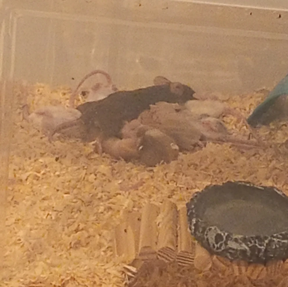 Geronimo, Stilton, Lola, Thea, vlekje, Golden en babys